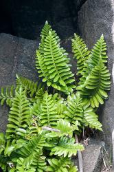 Asplenium decurrens. Mature plants with pinnate fronds growing amongst coastal rocks. 
 Image: J.R. Rolfe © Jeremy Rolfe All rights reserved